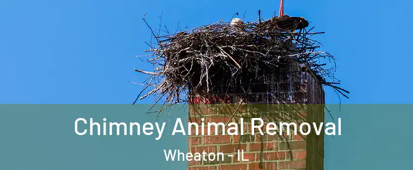 Chimney Animal Removal Wheaton - IL